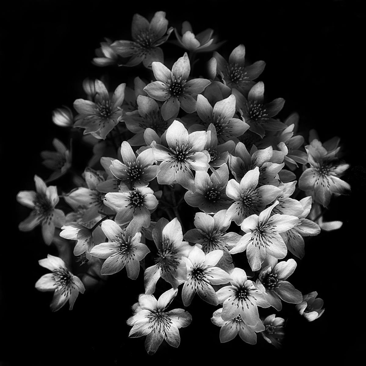 9-piece-aluminium-print-early-sensation