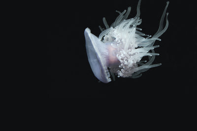 poster-print-fascinating-jellyfish-xl