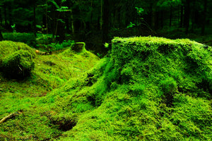 3-piece-acrylic-print-moss-in-the-forest