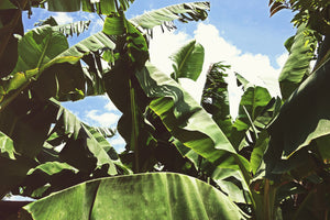 acrylic-print-in-the-middle-of-the-jungle