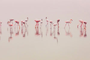 canvas-print-water-ballet-x