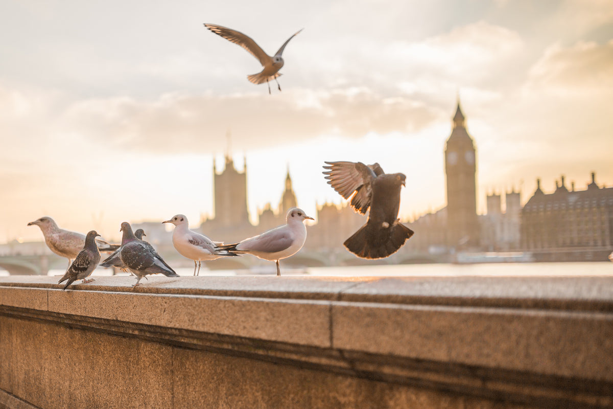framedcanvas-print-the-pigeons-on-the-roof