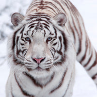 poster-print-the-king-tiger