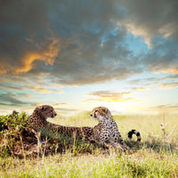4-piece-canvas-print-cheetahs