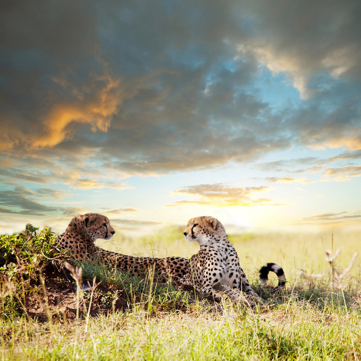 4-piece-canvas-print-cheetahs