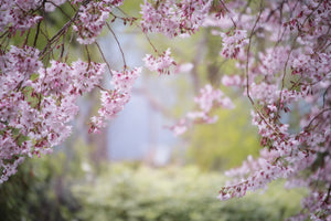 poster-print-in-the-beautiful-spring