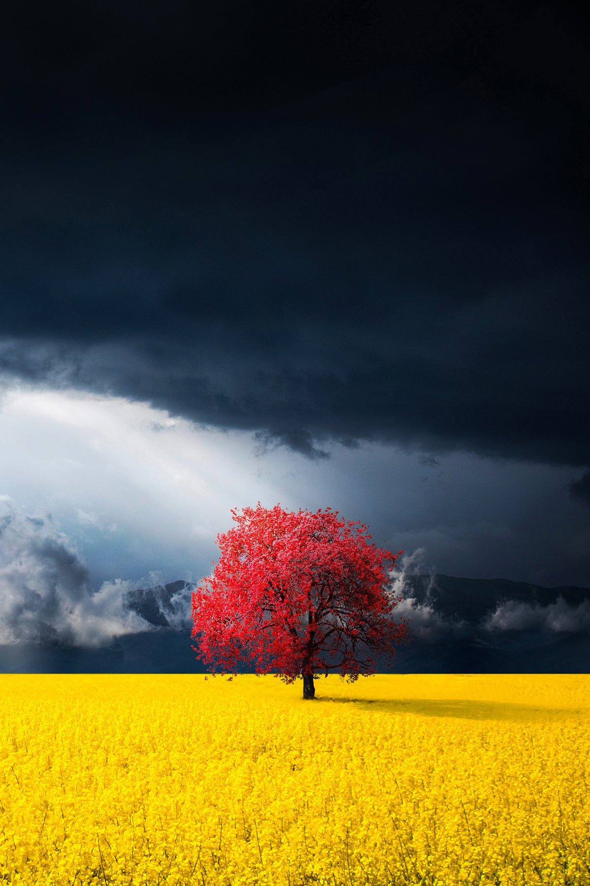 aluminium-print-red-tree-x