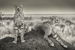 poster-print-two-cheetahs-watching-out