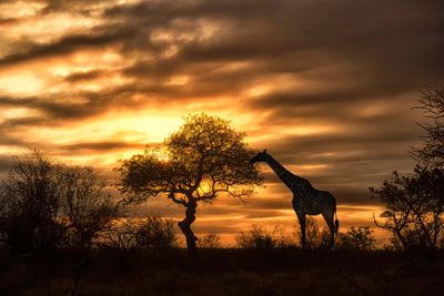 poster-print-african-dreams
