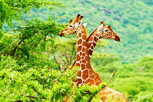 3-piece-canvas-print-giraffes-love