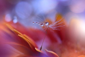 acrylic-print-dance-in-the-light