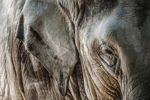 modern-3-piece-aluminium-print-close-up-elephant