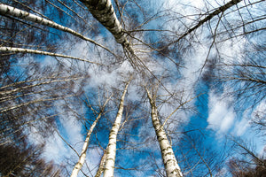 acrylic-print-birch-crowns
