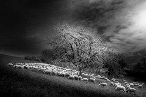 framedcanvas-print-rural-scene-x
