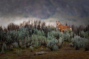 canvas-print-ethiopian-wolf-x
