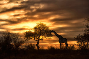 modern-3-piece-acrylic-print-african-dreams