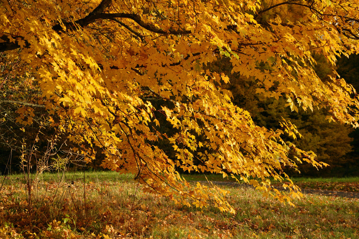 3-piece-canvas-print-the-magnificent-autumn-tree