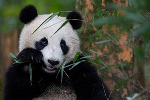 poster-print-bamboo-time-x