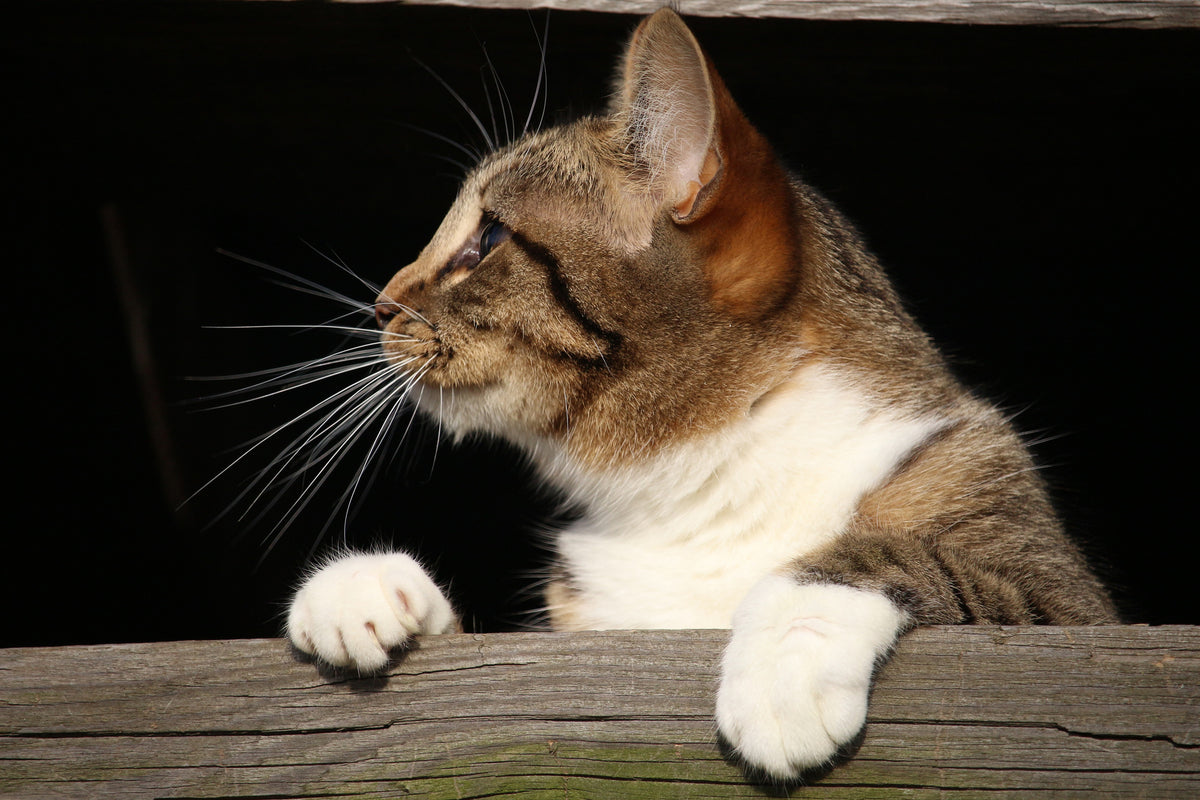 framedcanvas-print-xl-cat