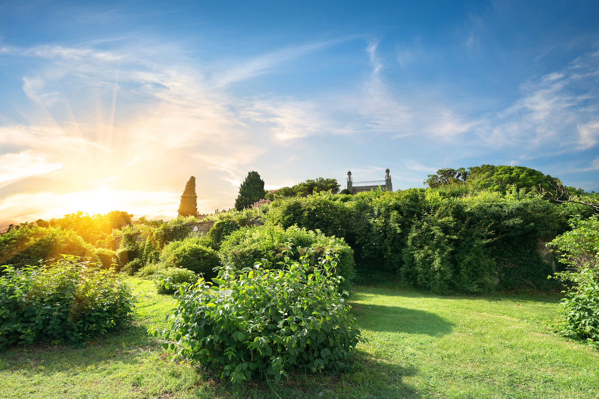 canvas-print-sunrise-in-the-park