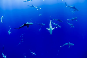 poster-print-in-the-shark-tank