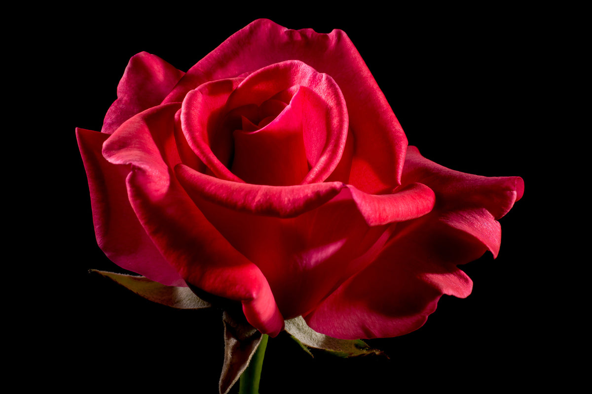 3-piece-canvas-print-the-flower-of-love
