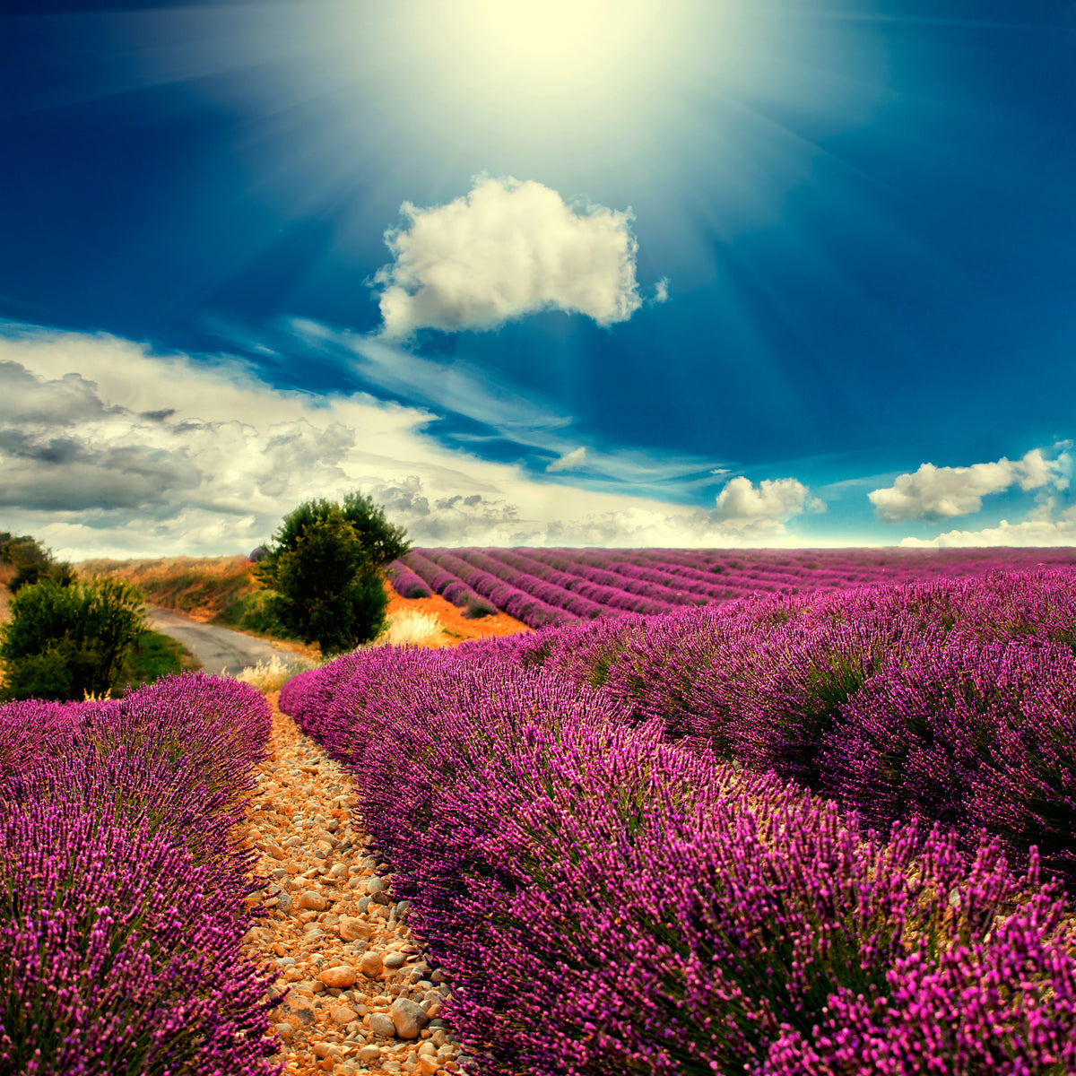 acrylic-print-the-lavender-valley
