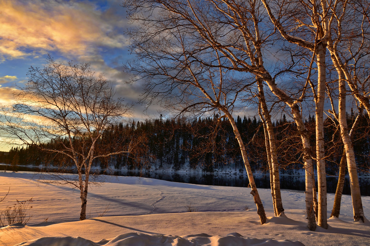 framedposter-print-birches-in-the-winter