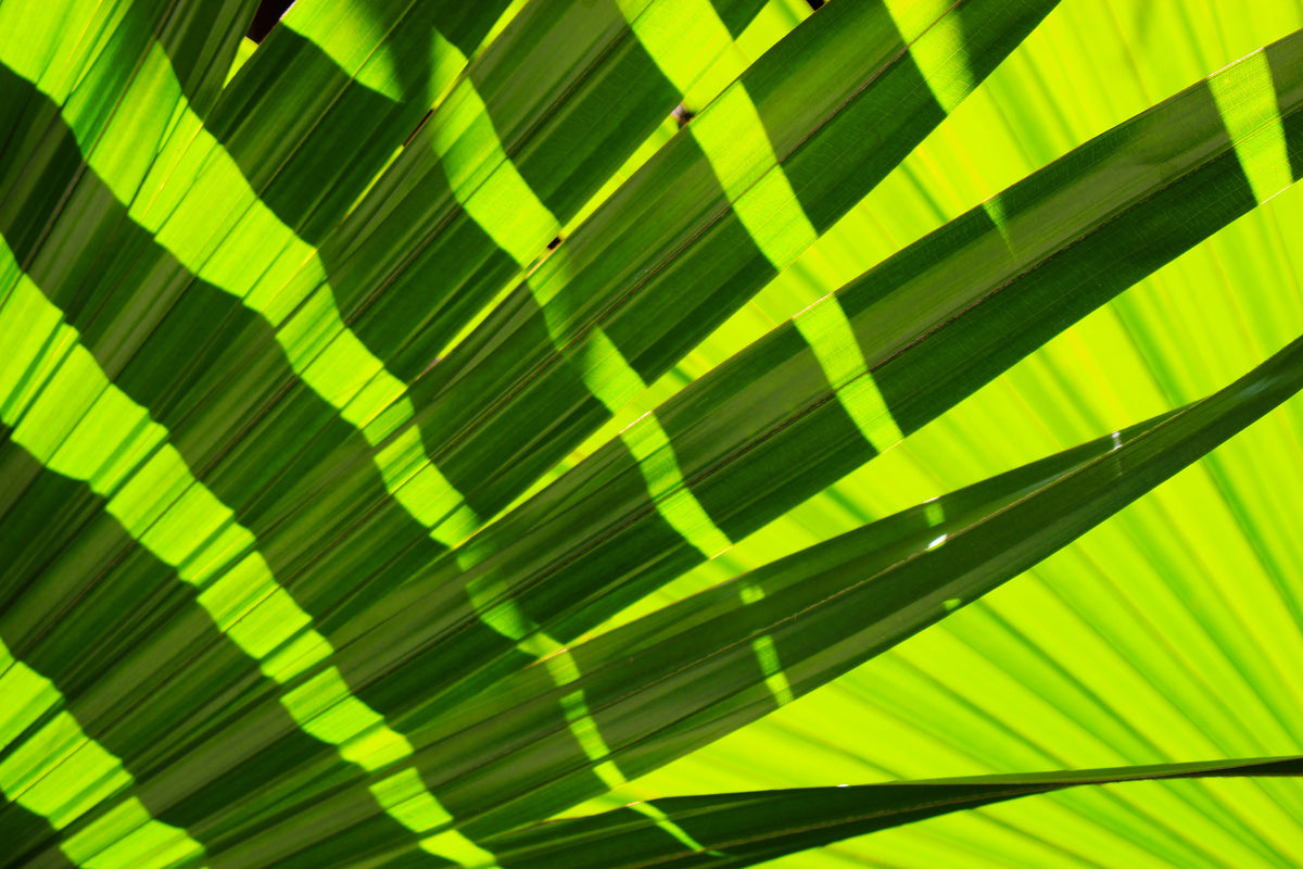 poster-print-the-palm-leaf-in-xl