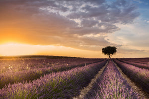 canvas-print-destination-lavender-x