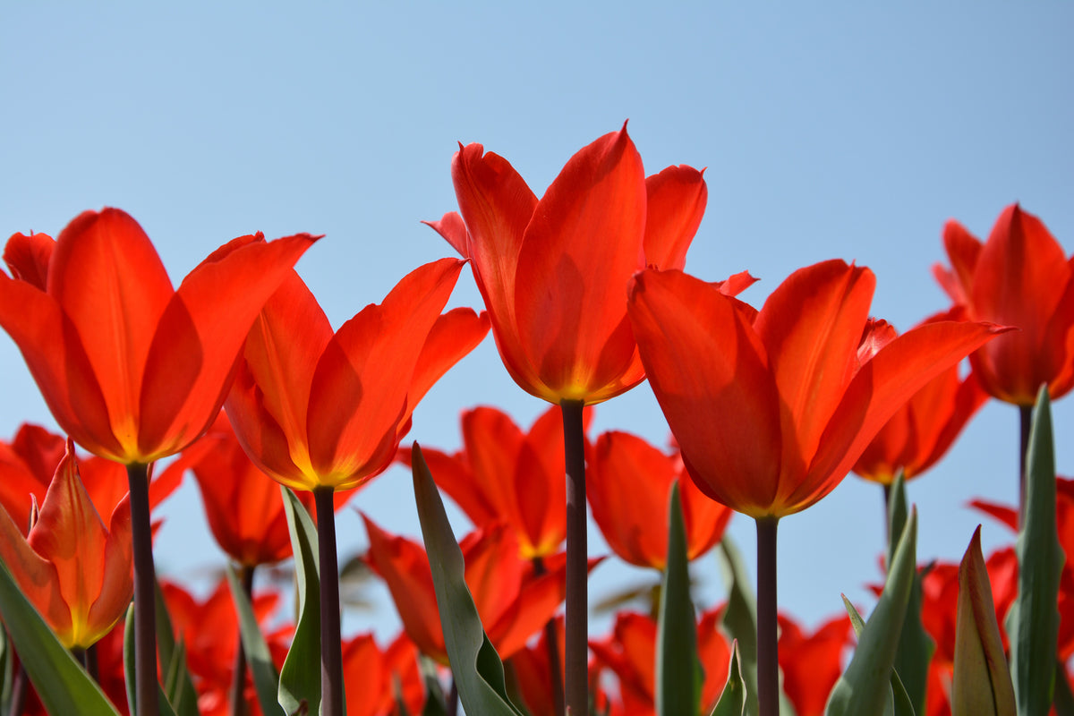 3-piece-acrylic-print-red-tulips-xl