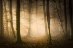 aluminium-print-november-whispers-x