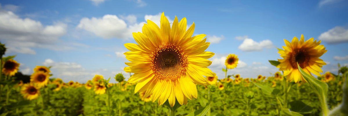 panoramic-aluminium-print-summer-sunflowers-panorama