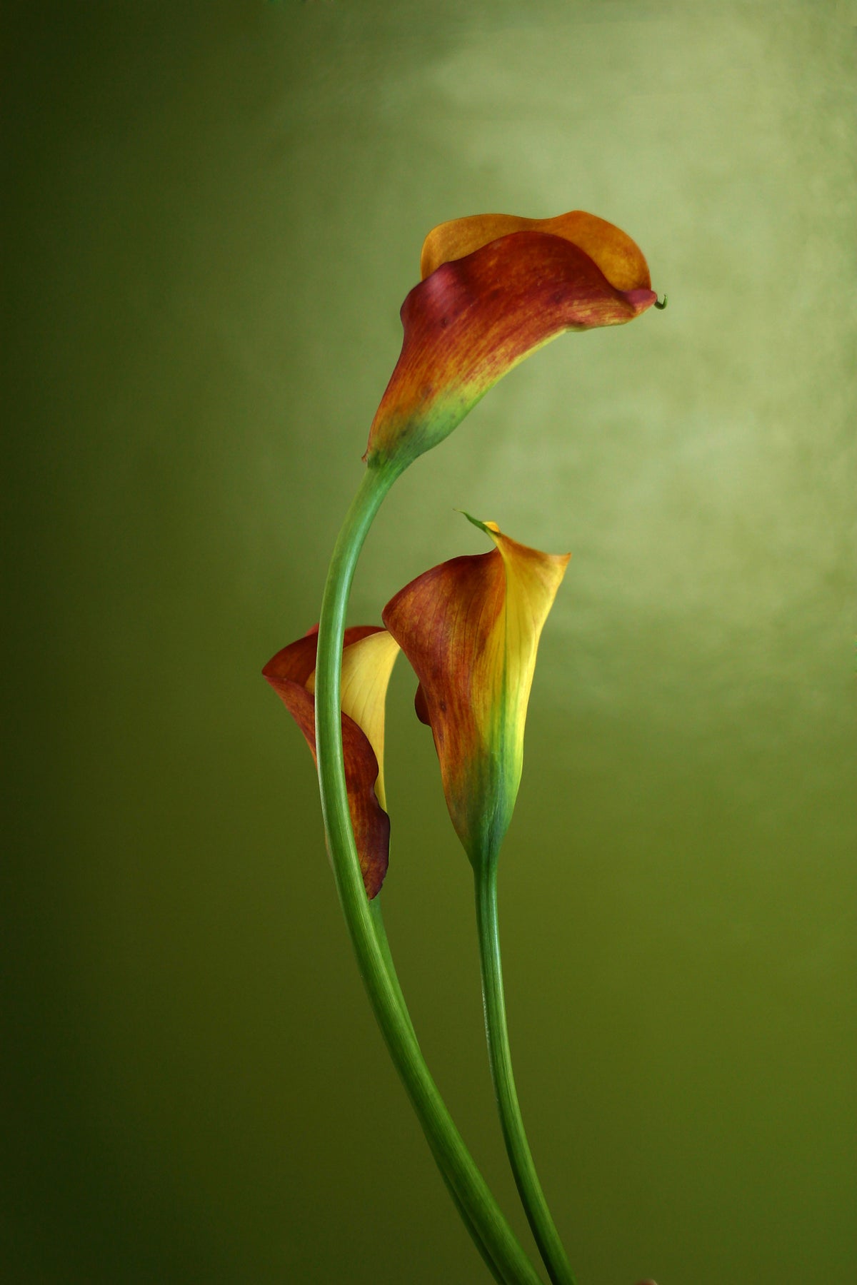 framedposter-print-3-callas