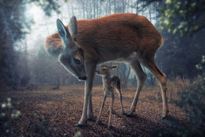3-piece-canvas-print-mother-and-fawn