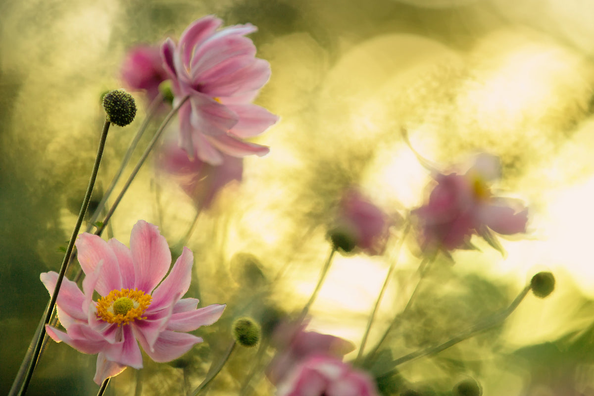 poster-print-dance-of-the-flowers-x