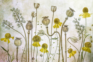 acrylic-print-poppies-and-helenium-x