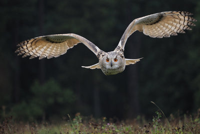 poster-print-the-owl