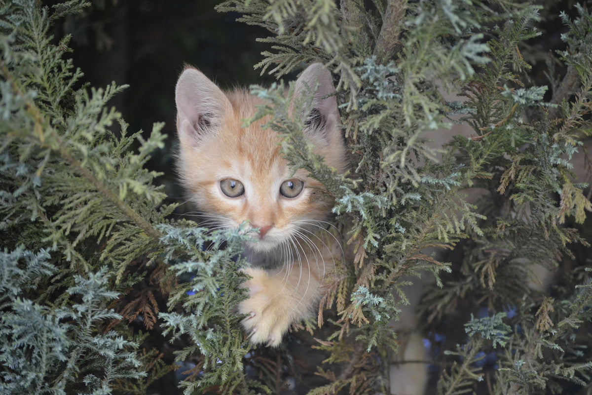 canvas-print-tiger-kitten