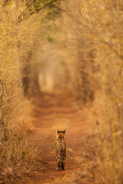 poster-print-the-tiger-in-the-tunnel-x