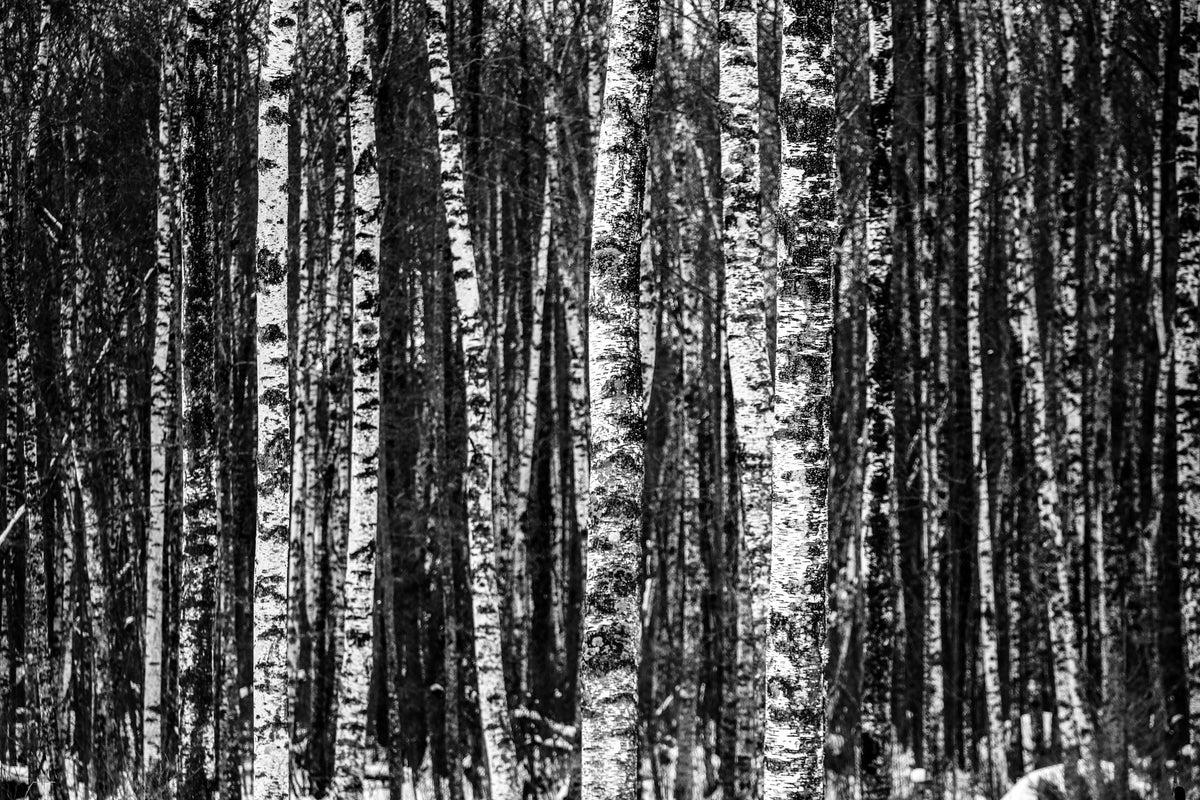 3-piece-acrylic-print-many-birches-xl