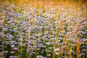 aluminium-print-a-field-full-of-camomile