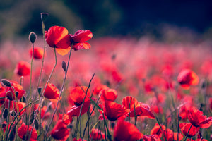 3-piece-acrylic-print-in-the-poppy-field