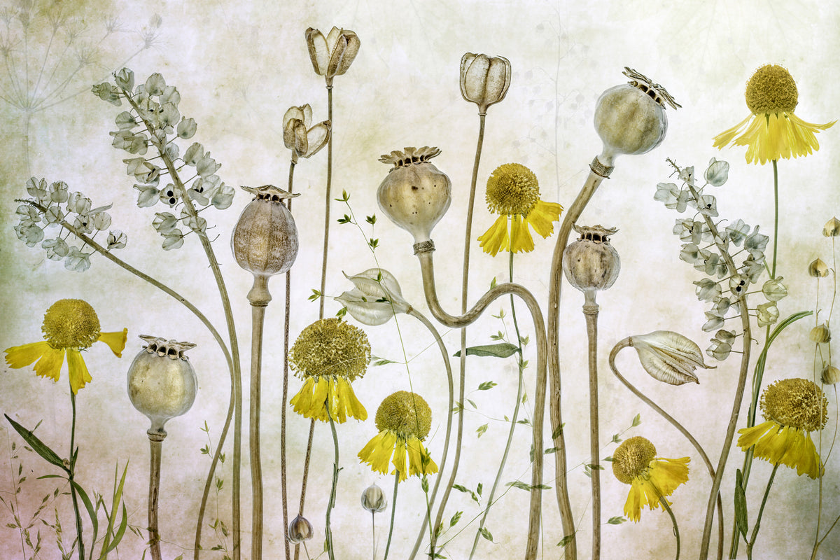 framedcanvas-print-poppies-and-helenium-x