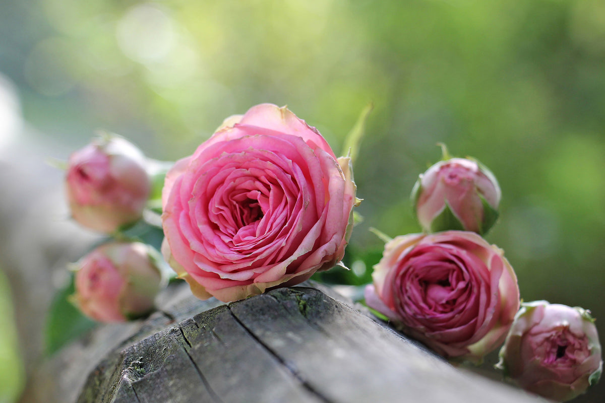 framedposter-print-bush-roses