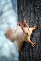 acrylic-print-the-squirrel