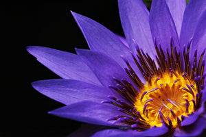 3-piece-aluminium-print-xl-water-lily-in-purple