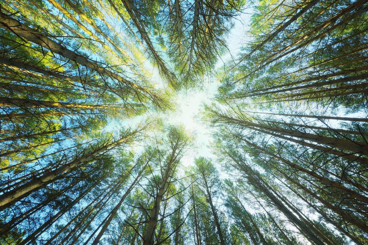 modern-3-piece-aluminium-print-pine-forest