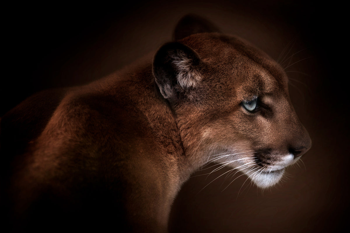 3-piece-acrylic-print-puma