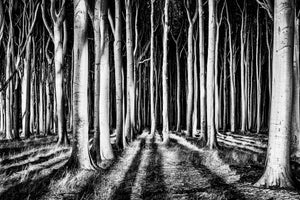 modern-3-piece-acrylic-print-ghost-forest